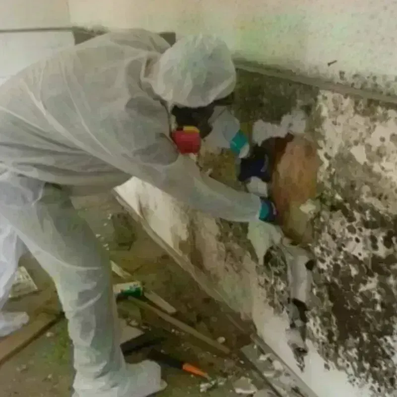 Mold Remediation and Removal in Johnson City, TX